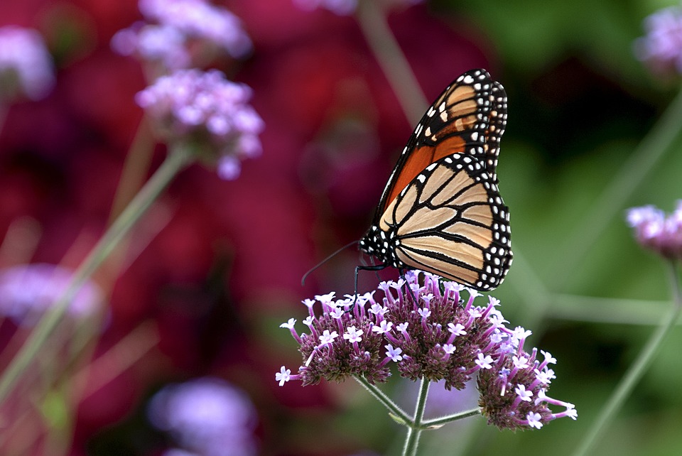 Do you know what butterfly tattoos mean?