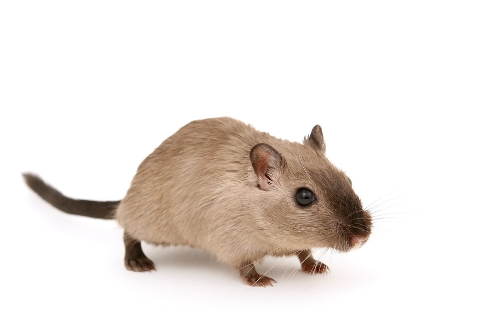 Discover the Chinese dwarf hamster - it's hard to find a pet worthy of hunting