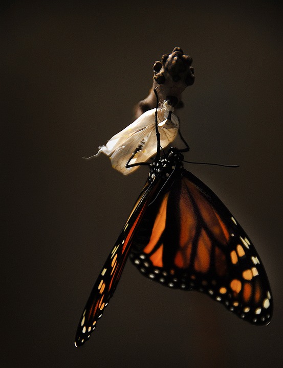 Do you know what butterfly tattoos mean?