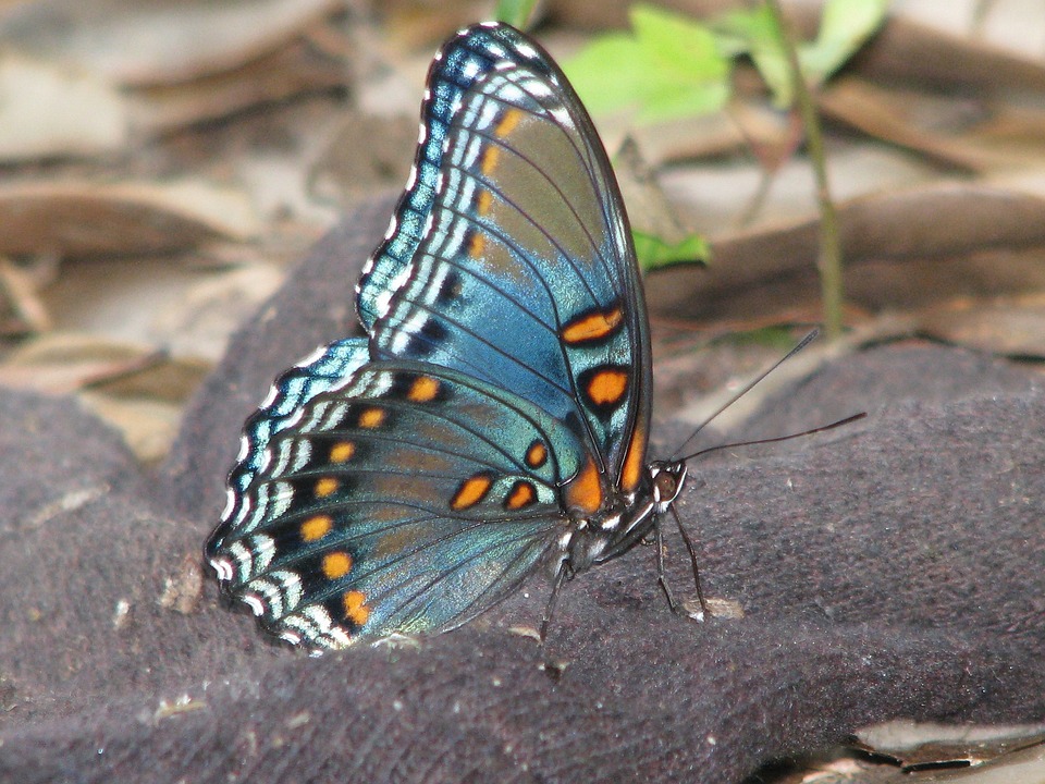 Swallowtail - Butterfly Kiss