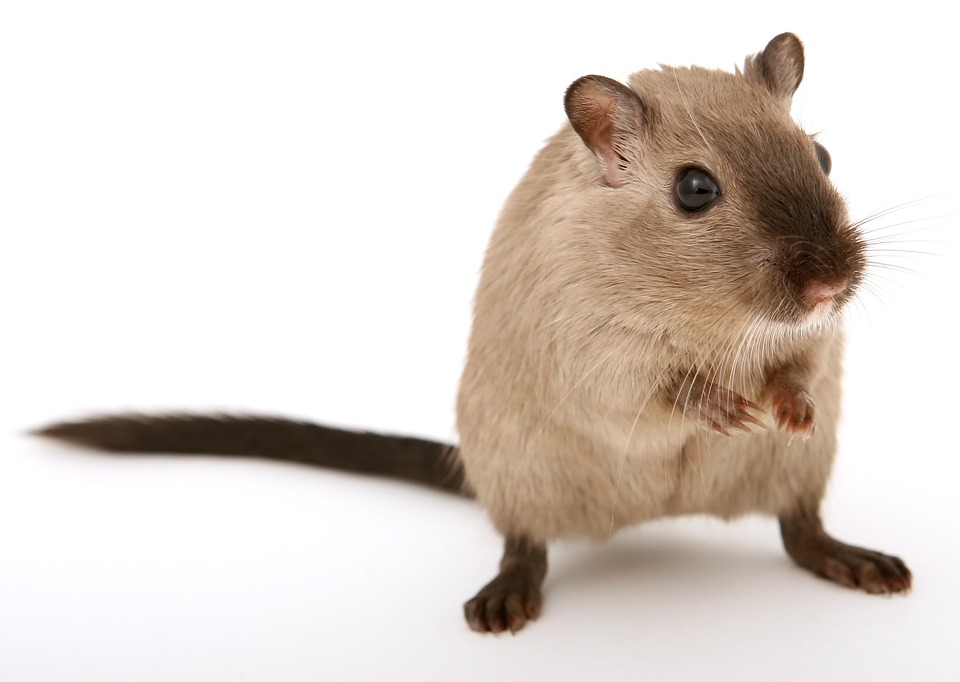 The Chinese dwarf hamster is not a true dwarf