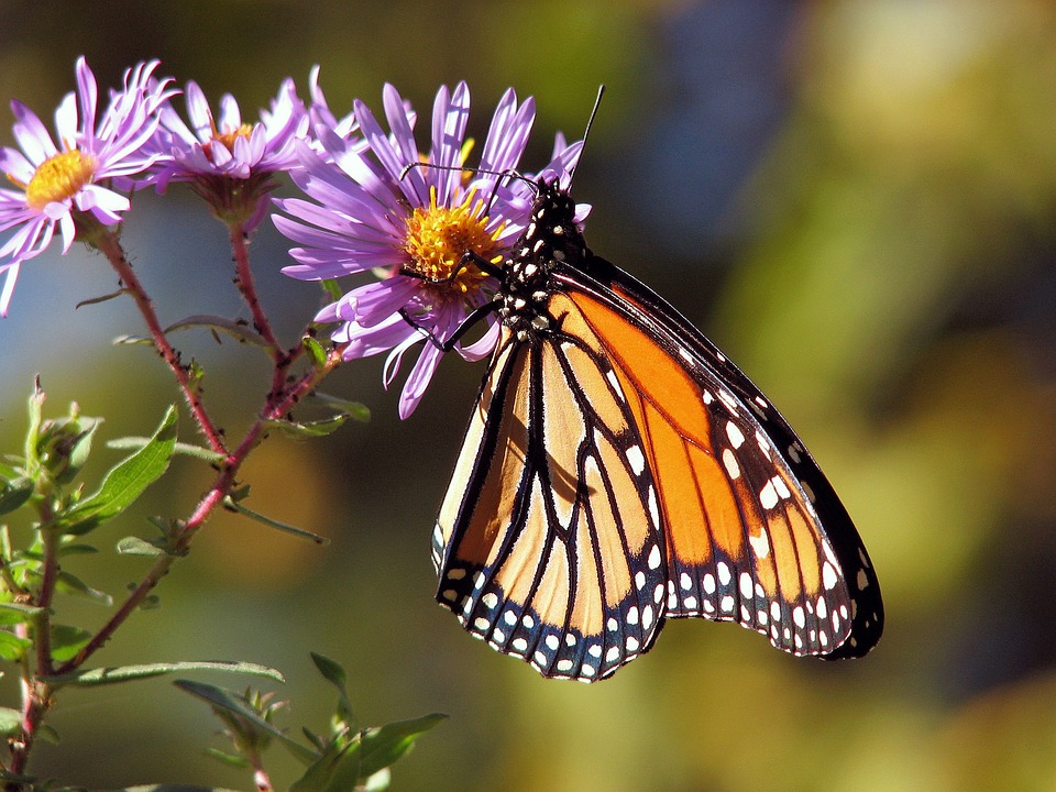 The pros and cons of buying live caterpillars